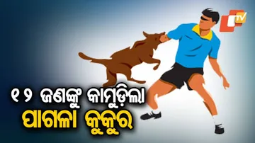 ରାଉରକେଲାରେ ପାଗଳା କୁକୁର ଆତଙ୍କ