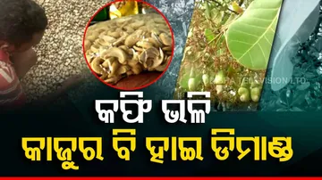 Cashew Nuts In Koraput