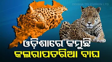 Leopard Population Declining In Odisha