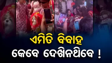 Viral Video: Dogs Get Hitched In A Grand Ceremony