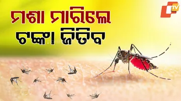 Mosquito