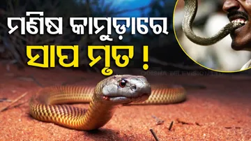 Bitten Back By Railway Worker Snake Dies