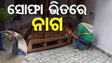 Cobra Found Inside Sofa In Odisha's Baragarh