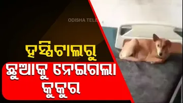 Stray Dog Killed Baby In Rajasthan