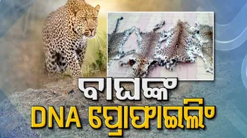 ଏଣିକି ବାଘଙ୍କର ହେବ ଡିଏନଏ ପ୍ରୋଫାଇଲିଂ