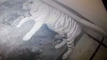 Tigress Rupa Gives Birth to 3 Cubs in Nandankanan Zoo