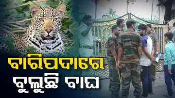 Tiger Fear Grips Baripada