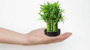 ଘରେ ବାଉଁସ ଗଛ ରଖିଲେ ରୁହେ ନାହିଁ ଅର୍ଥର ଅଭାବ