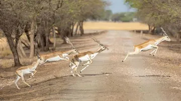 ଲକଡାଉନରେ ବନ୍ୟପ୍ରାଣୀଙ୍କର ବଂଶବିସ୍ତାର