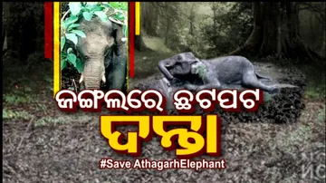 Is Athagarh Forest Turning Into A Heaven For Hunters