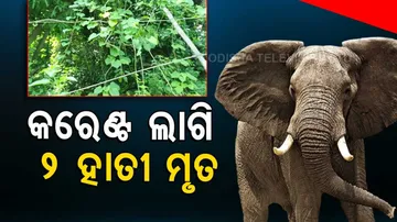 Two Elephants Die After Coming In Contact With Electric Wire In Keonjhar