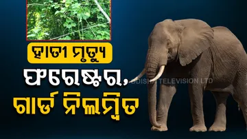 Death Of Two Female Elephants in Keonjhar