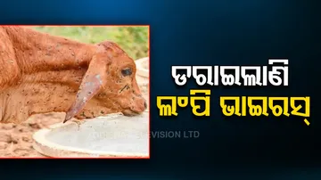 Lumpy Skin Disease in Odisha
