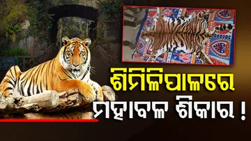 STF Seizes Royal Bengal Tiger Skin