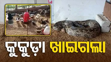 Python enters poultry farm and kills 14 chickens in Angul