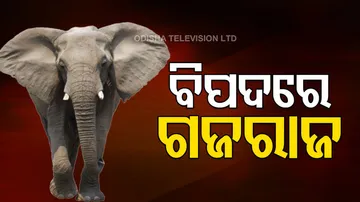 Elephants Killed