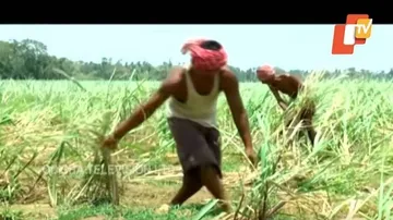 ଫସଲ କ୍ଷୟକ୍ଷତି ନେଇ ସରକାରଙ୍କ ଆକଳନ