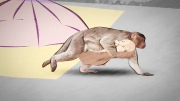 ରହସ୍ୟ ଘେରରେ ବାଙ୍କୀ ଶିଶୁପୁତ୍ରର ମୃତ୍ୟୁ!