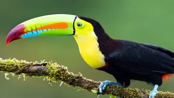 ସୀମାରୁ ମିଳିଲା ୧୫ଲକ୍ଷ ଟଙ୍କାର ବିରଳ ପ୍ରଜାତିର ପକ୍ଷୀ!