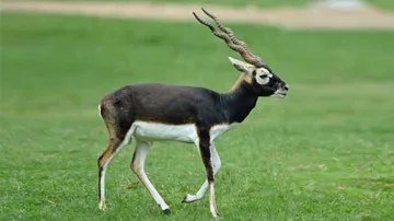 ହରିଣଙ୍କ ପାଇଁ ବନ ବିଭାଗର ସ୍ୱତନ୍ତ୍ର ବ୍ୟବସ୍ଥା, ଡ୍ରୋନ ଅପରେସନ ଆରମ୍ଭ