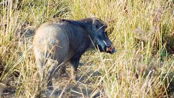 ବାରହା ଆକ୍ରମଣରେ ଦୁଇଜଣ ଗୁରୁତର