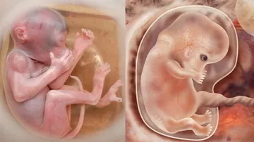 ମାଙ୍କଡ ଓ ମଣିଷର କୋଶିକା ମିଶ୍ରଣରେ ନୂଆ ଜୀବ