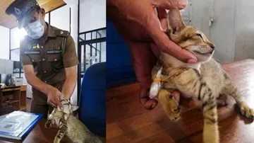 ବିଲେଇ କରୁଥିଲା ଡ୍ରଗ୍ସ ଚାଲାଣ, ଗିରଫ କଲା ପୋଲିସ୍!