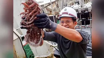 ୧୪ ଗୋଡ଼ ଥିବା ଅସରପା, ଯାହାର ଫଟୋ ଏବେ ଭାଇରାଲ