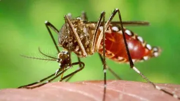 କରୋନା ମହାମାରୀ ଭିତରେ ଡରାଇଲାଣି ଡେଙ୍ଗୁ