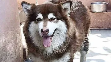 କୁକୁର ଖୋଜି ଆଣିଲେ ଲକ୍ଷେ ଟଙ୍କା ପୁରସ୍କାର