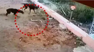 ବିଶ୍ୱସ୍ତ ଜୀବ ; ବିଷଧର ସାପକୁ ଘର ଭିତରକୁ ଛାଡ଼ିଲେନି