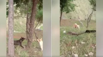 କୁକୁର ଓ ଗୋଧି ମଧ୍ୟରେ ଲଢ଼େଇ, ଜିତିଲା କିଏ?