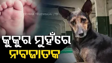 Stray Dog Allegedly Kills Newborn In Karnataka