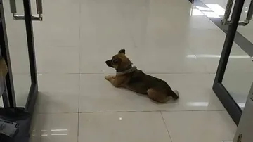 ୩ ମାସ ବିତିଲା, ତଥାପି ଡାକ୍ତରଖାନା ସମ୍ମୁଖରେ ମାଲିକଙ୍କୁ ଜଗିଛି କୁକୁର