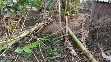 ଗାଁରେ ପଶି ଫସଲ ନଷ୍ଟ କଲେ ହାତୀପଲ