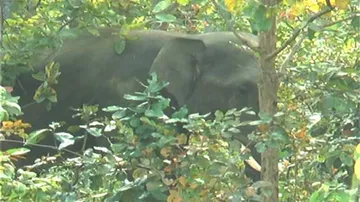 ଦନ୍ତା କଲା ନାକେଦମ୍‌