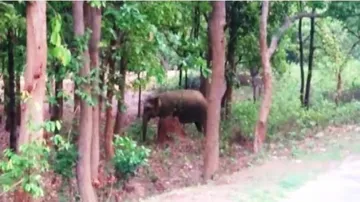 ହାତୀ ଆକ୍ରମଣରେ ବୃଦ୍ଧାଙ୍କ ମୃତ୍ୟୁ