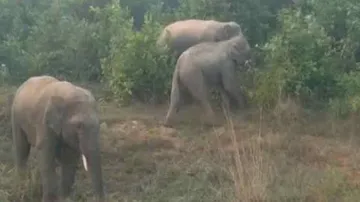 ସ୍କୁଲ ପିଲାଙ୍କୁ ହାତୀ ଭୟ