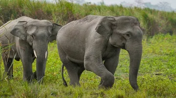 ହାତୀଙ୍କ ପାଇଁ ଜାରି ହେଲା ଗାଇଡଲାଇନ୍‌