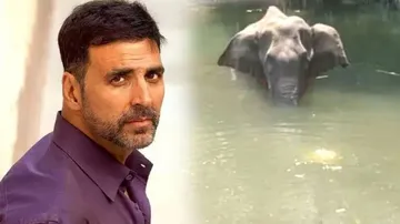 ଗର୍ଭବତୀ ହାତୀର ମୃତ୍ୟୁକୁ ନେଇ କଣ କହିଲେ ଅକ୍ଷୟ କୁମାର