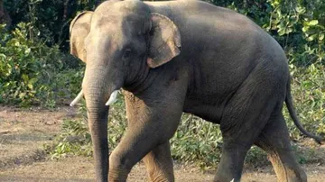 କେମିତି ମଲା ହାତୀ ?