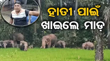 Forest Staff went to drive away the elephant and was beaten