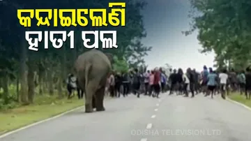 ଯେତିକି ଖାଉଛନ୍ତି, ତାଠୁ ଅଧିକ ନଷ୍ଟ କରୁଛନ୍ତି : ହାତୀ ଉପଦ୍ରବରେ ତ୍ରାହି ତ୍ରାହି ଡାକିଲେଣି ଲୋକେ