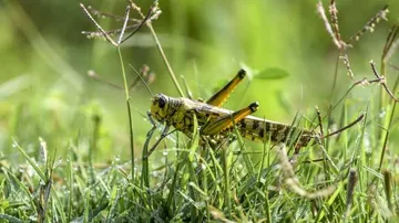 ‘ଓଡିଶା ପ୍ରତି ପଙ୍ଗପାଳ ବିପଦ ଟଳିନି’