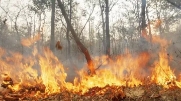 ଜଙ୍ଗଲ ନିଆଁ ରୋକିବାକୁ ସ୍ୱତନ୍ତ୍ର ଆପ୍