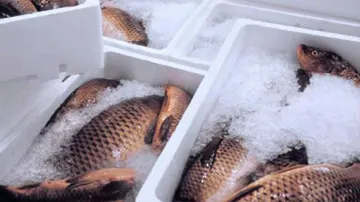 କରୋନା ଭାଇରସ୍‌ ଥିବା ଦର୍ଶାଇ ଭାରତ ଠାରୁ ମାଛ ଆମଦାନୀ ଉପରେ ରୋକ ଲଗାଇଲା ଚାଇନା