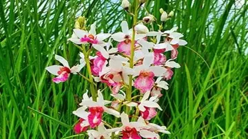 ୧୧୮ ବର୍ଷ ପରେ ଦେଖାଦେଲା ବିରଳ ପ୍ରଜାତିର ଫୁଲ