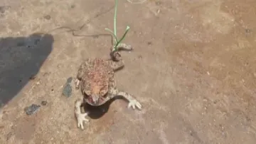 ବେଙ୍ଗକୁ ଦାଣ୍ଡରେ ବାନ୍ଧି ନଚାଇଲେ ଗାଁ ଲୋକେ, ଜାଣନ୍ତୁ କାହିଁକି