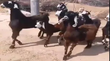 ଭାଇରାଲ୍ ହେଲା ଛେଳିଙ୍କ ଡିସ୍‌କୋ ଡାନ୍ସ ଭିଡିଓ