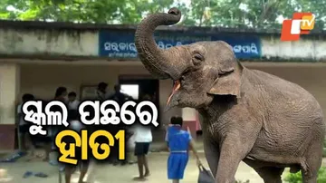 ଜିରା ନଦୀ ଡେଇଁ ପଶି ଆସିଛନ୍ତି ହାତୀ